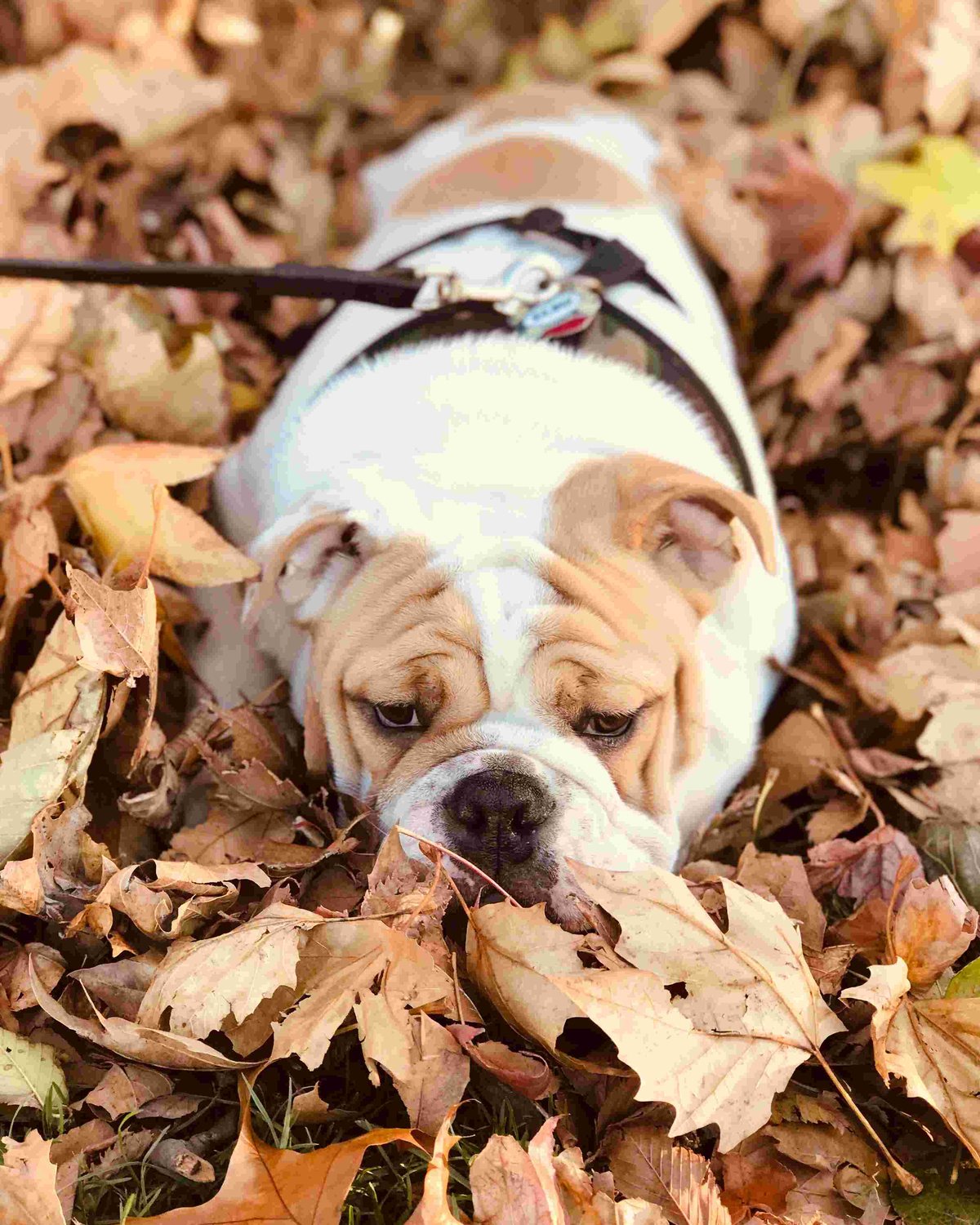 An English bulldog wearing a Ridgeline harness among autumn leaves