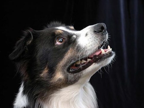A border collie resting after a run