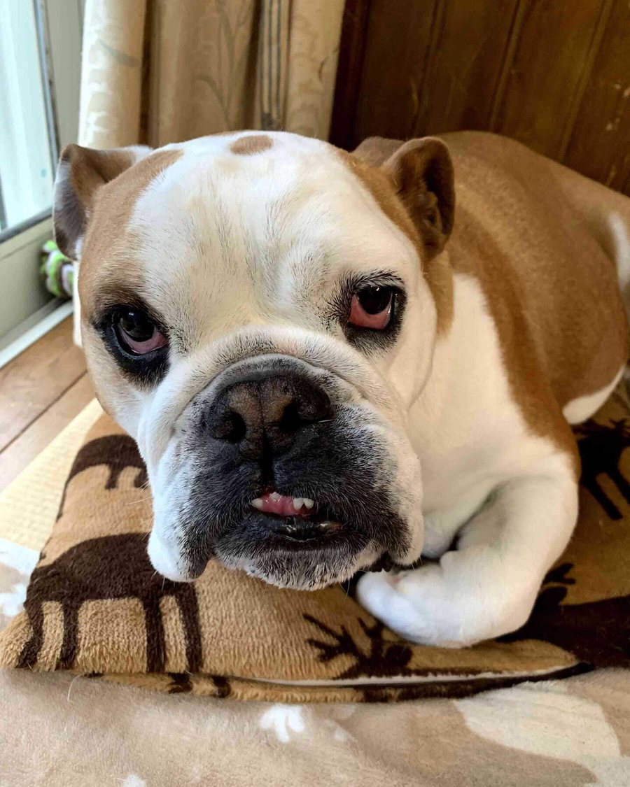 A bulldog resting on a blanket