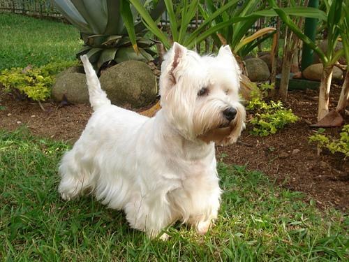 A small dog on a grassy trail